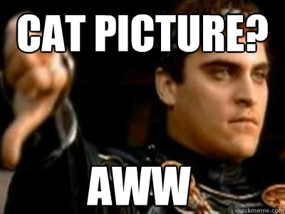 cat picture? aww  Downvoting Roman