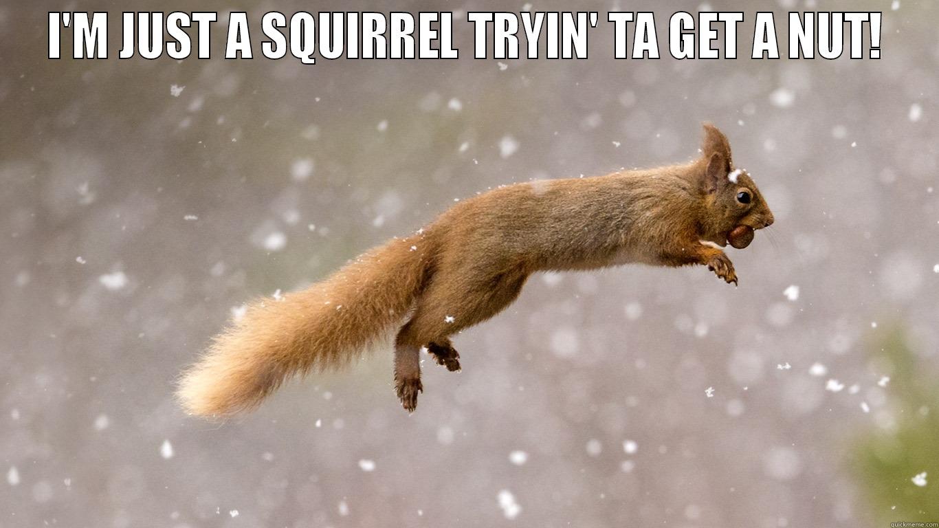 I'M JUST A SQUIRREL TRYIN' TA GET A NUT!  Misc