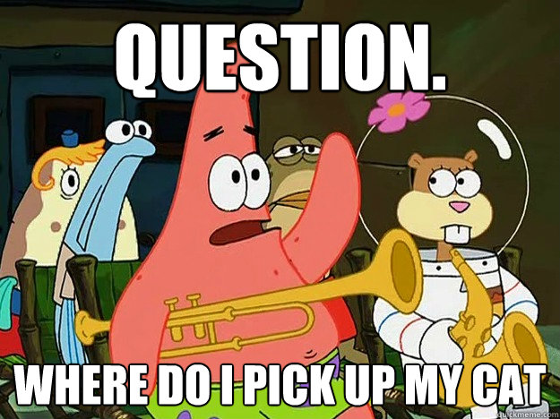 Question. Where do i pick up my cat  Question Asking Patrick