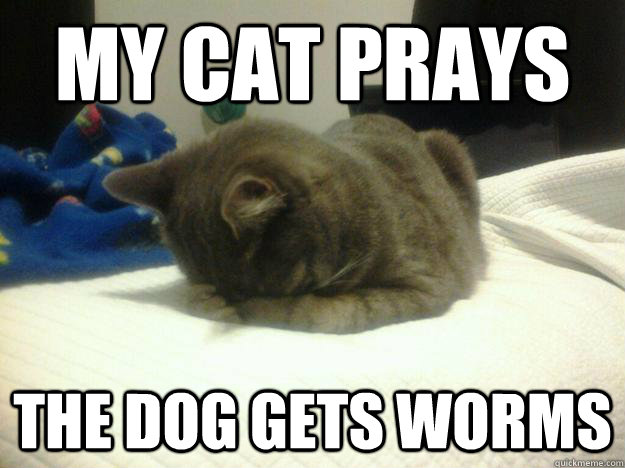 My cat prays the dog gets worms  