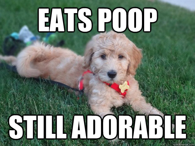 eats poop still adorable  Ridiculously Photogenic Puppy
