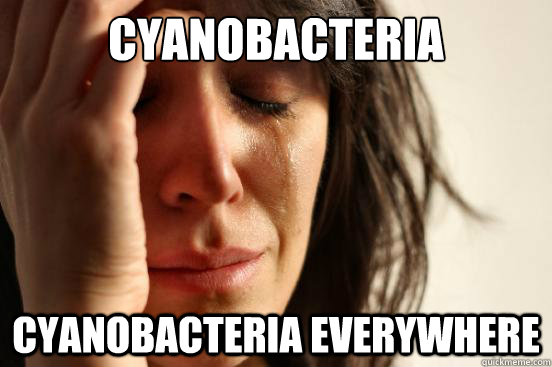 Cyanobacteria Cyanobacteria everywhere  First World Problems