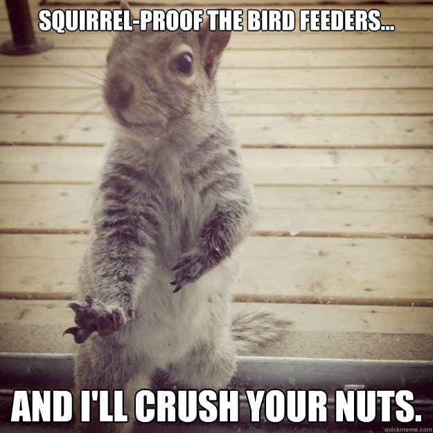 Squirrel-proof the bird feeders... And I'll crush your nuts. - Squirrel-proof the bird feeders... And I'll crush your nuts.  Shaolin Squirrel