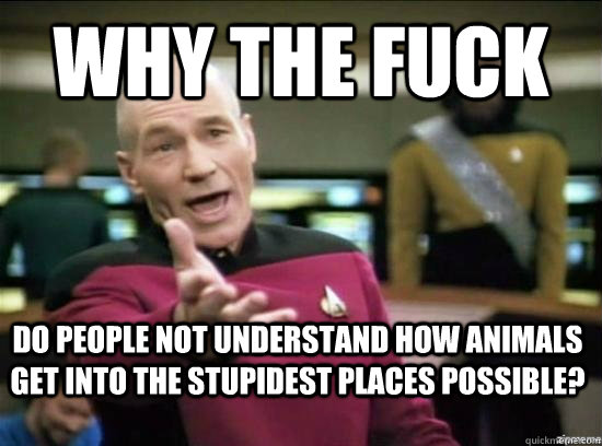 Why the fuck Do people not understand how animals get into the stupidest places possible?  Annoyed Picard HD