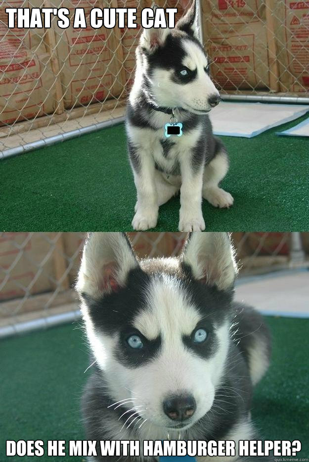 That's a cute cat

 Does he mix with hamburger helper?  Insanity puppy