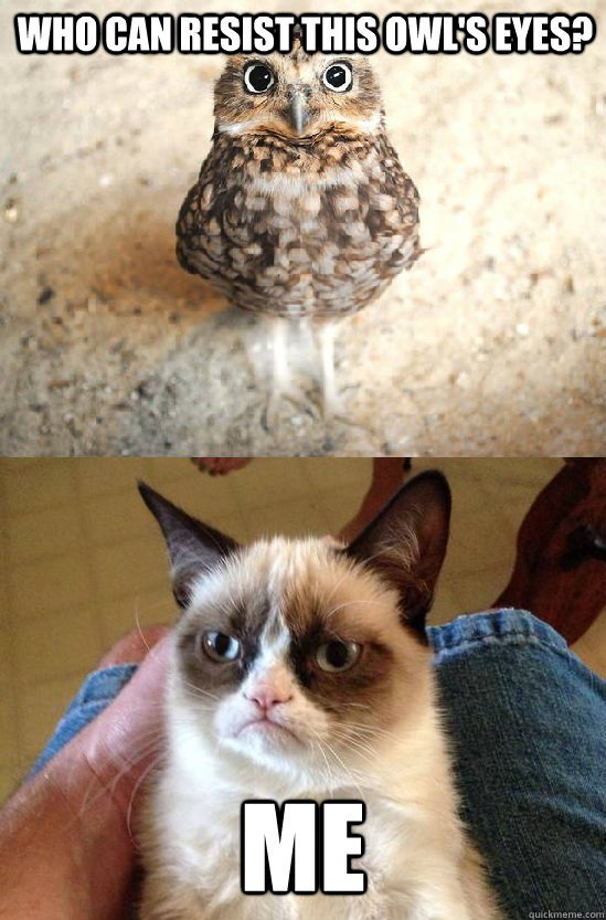 Who can resist this Owl's eyes? ME - Who can resist this Owl's eyes? ME  Grumpy cat angry at birdie