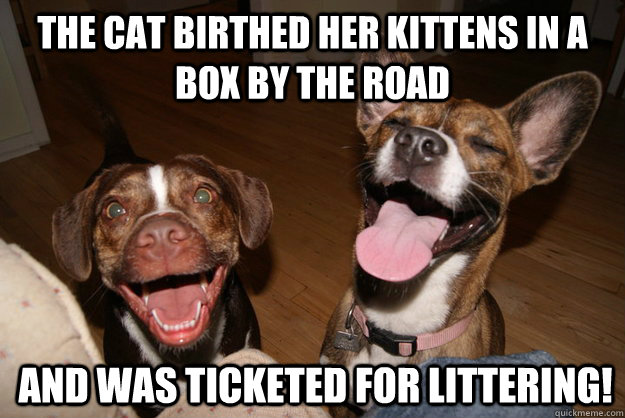 the cat birthed her kittens in a box by the road and was ticketed for littering! - the cat birthed her kittens in a box by the road and was ticketed for littering!  Clean Joke Puppies