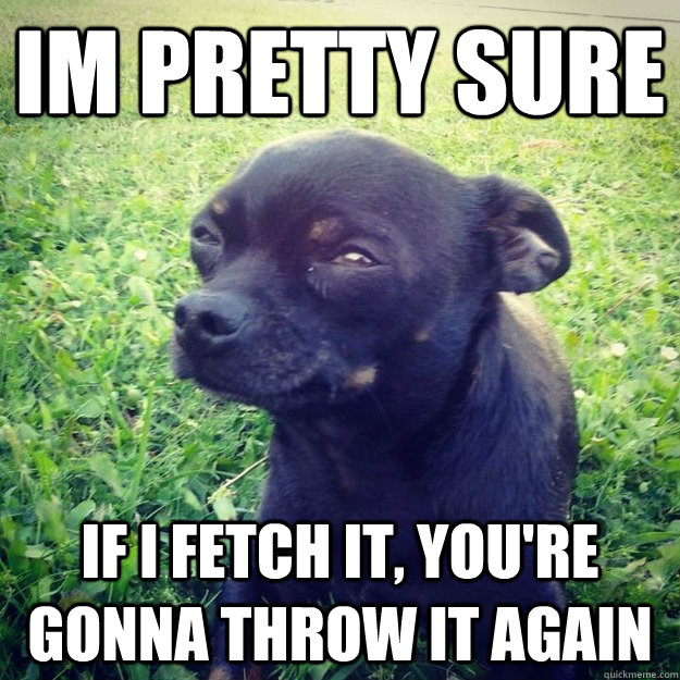 im pretty sure if i fetch it, you're gonna throw it again  Skeptical Dog