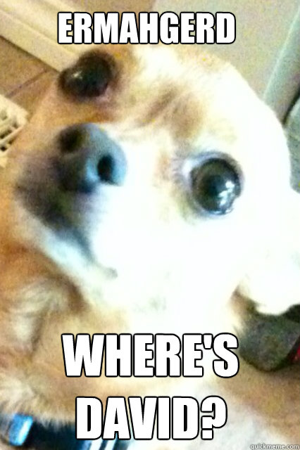 ERMAHGERD WHERE'S DAVID?  Anxious Chihuahua