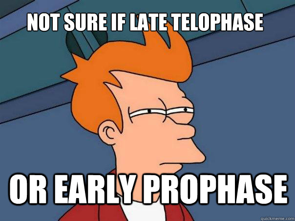 not sure if late telophase or early prophase  Futurama Fry
