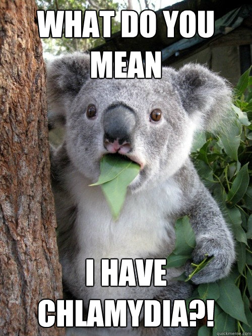 WHAT DO YOU MEAN I HAVE CHLAMYDIA?! - WHAT DO YOU MEAN I HAVE CHLAMYDIA?!  Surprised Koala