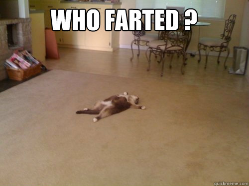 who farted ?   Down Cat