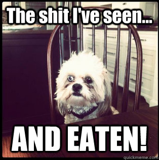 The shit I've seen... AND EATEN!  Life Hardened Dog