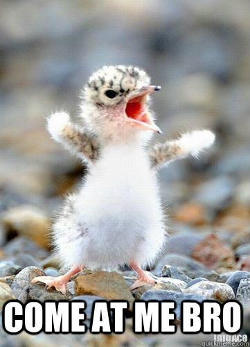 Come at me bro - Come at me bro  come at me bro baby bird