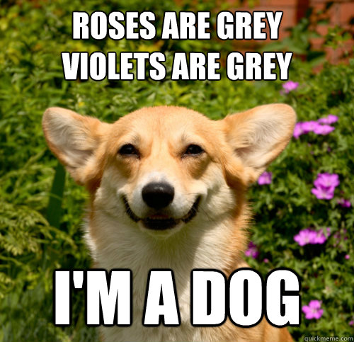 roses are grey
violets are grey i'm a dog  Corgi