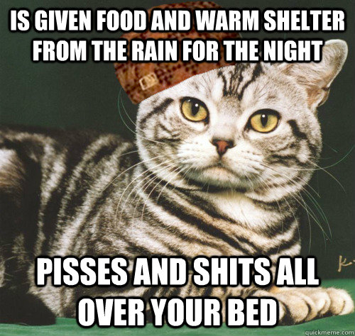 Is given food and warm shelter  from the rain for the night pisses and shits all over your bed  Scumbag Cat
