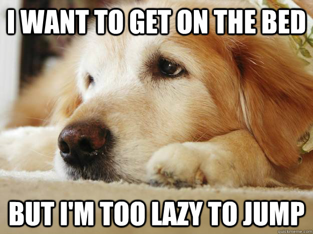 I want to get on the bed but I'm too lazy to jump  