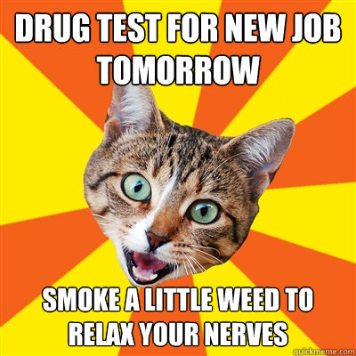 Drug test for new job tomorrow smoke a little weed to relax your nerves  Bad Advice Cat