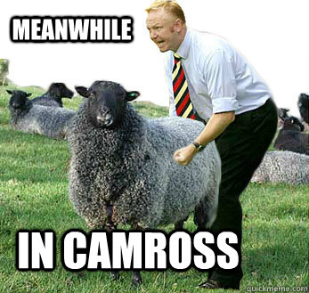 Meanwhile In Camross - Meanwhile In Camross  new zealand sheep