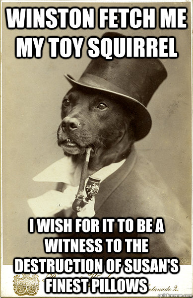 Winston fetch me my toy squirrel I wish for it to be a witness to the destruction of Susan's finest pillows - Winston fetch me my toy squirrel I wish for it to be a witness to the destruction of Susan's finest pillows  Old Money Dog