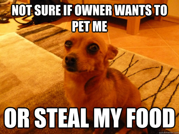 not sure if owner wants to pet me or steal my food  Suspicious Dog