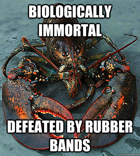 Biologically immortal Defeated by rubber bands - Biologically immortal Defeated by rubber bands  Bad Luck Lobster