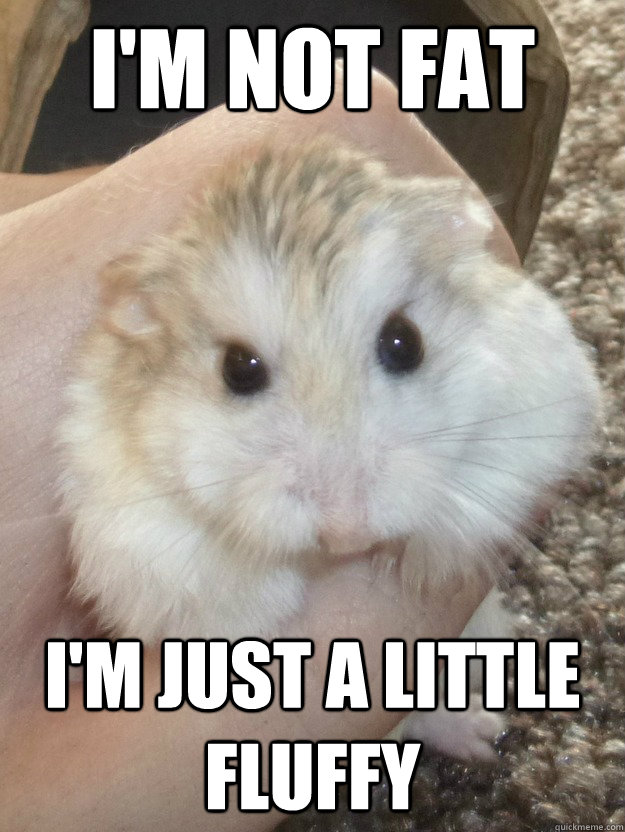 I'm not fat I'm just a little fluffy  Sad Hamster