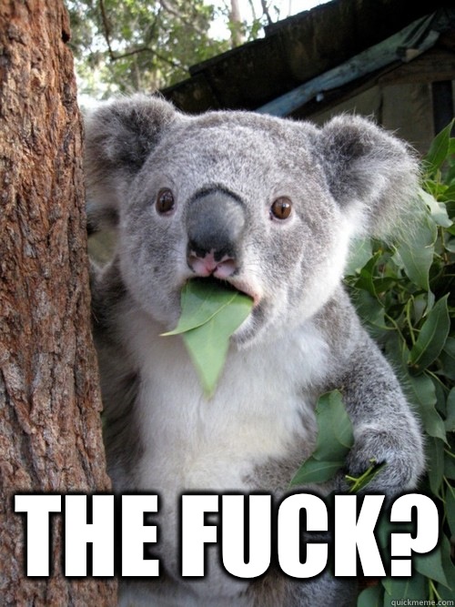  The fuck?  koala bear