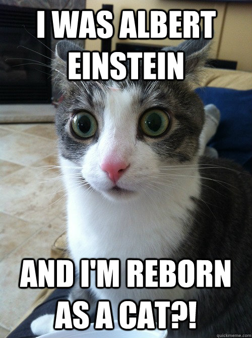 I was Albert Einstein And I'm reborn as a cat?!  Sudden Clarity Cat