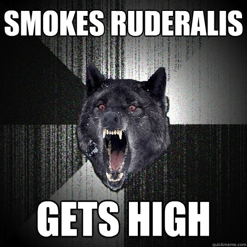 Smokes Ruderalis Gets high  Insanity Wolf