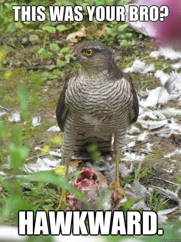 This was your bro? Hawkward. - This was your bro? Hawkward.  Hawkward