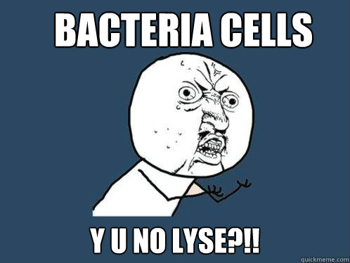 Bacteria Cells y u no lyse?!!  Y U No