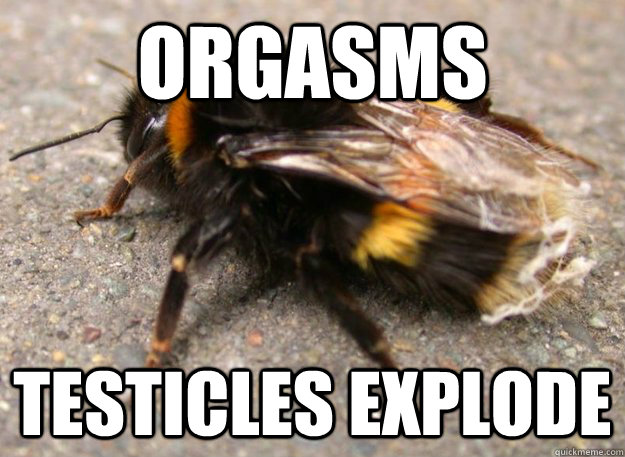 Orgasms Testicles Explode - Orgasms Testicles Explode  Misc