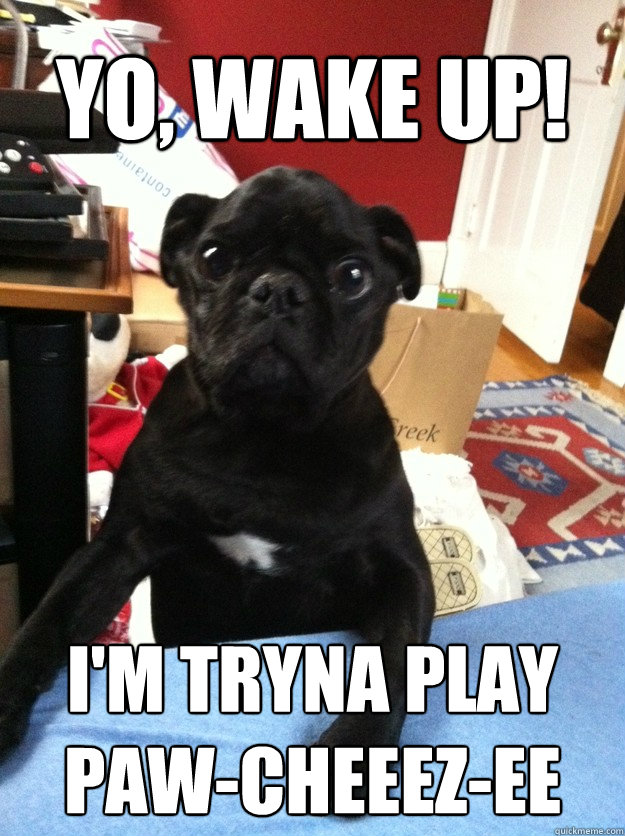 YO, WAKE UP! I'M TRYNA PLAY PAW-CHEEEZ-EE  Wake up Pug