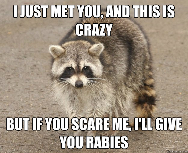 i just met you, and this is crazy but if you scare me, i'll give you rabies - i just met you, and this is crazy but if you scare me, i'll give you rabies  raccoon meme