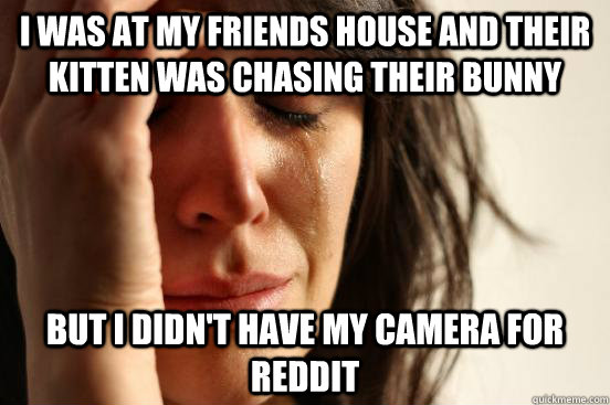 I was at my friends house and their kitten was chasing their bunny but I didn't have my camera for reddit  First World Problems