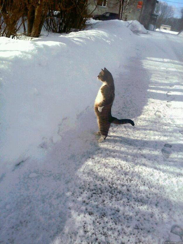    CatSnowbank