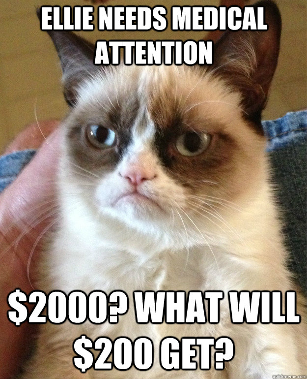 Ellie needs medical attention $2000? What will $200 get?  Grumpy Cat