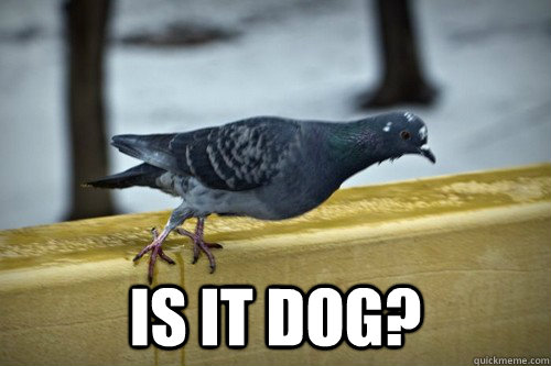 is it dog?  
