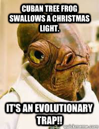 Cuban Tree Frog swallows a Christmas light. It's an evolutionary trap!!  Its a trap