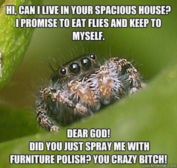 Hi, can i live in your spacious house? I promise to eat flies and keep to myself. dear god!
 did you just spray me with furniture polish? you crazy bitch! - Hi, can i live in your spacious house? I promise to eat flies and keep to myself. dear god!
 did you just spray me with furniture polish? you crazy bitch!  Misunderstood Spider