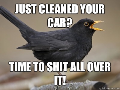 Just cleaned your car? Time to shit all over it!  