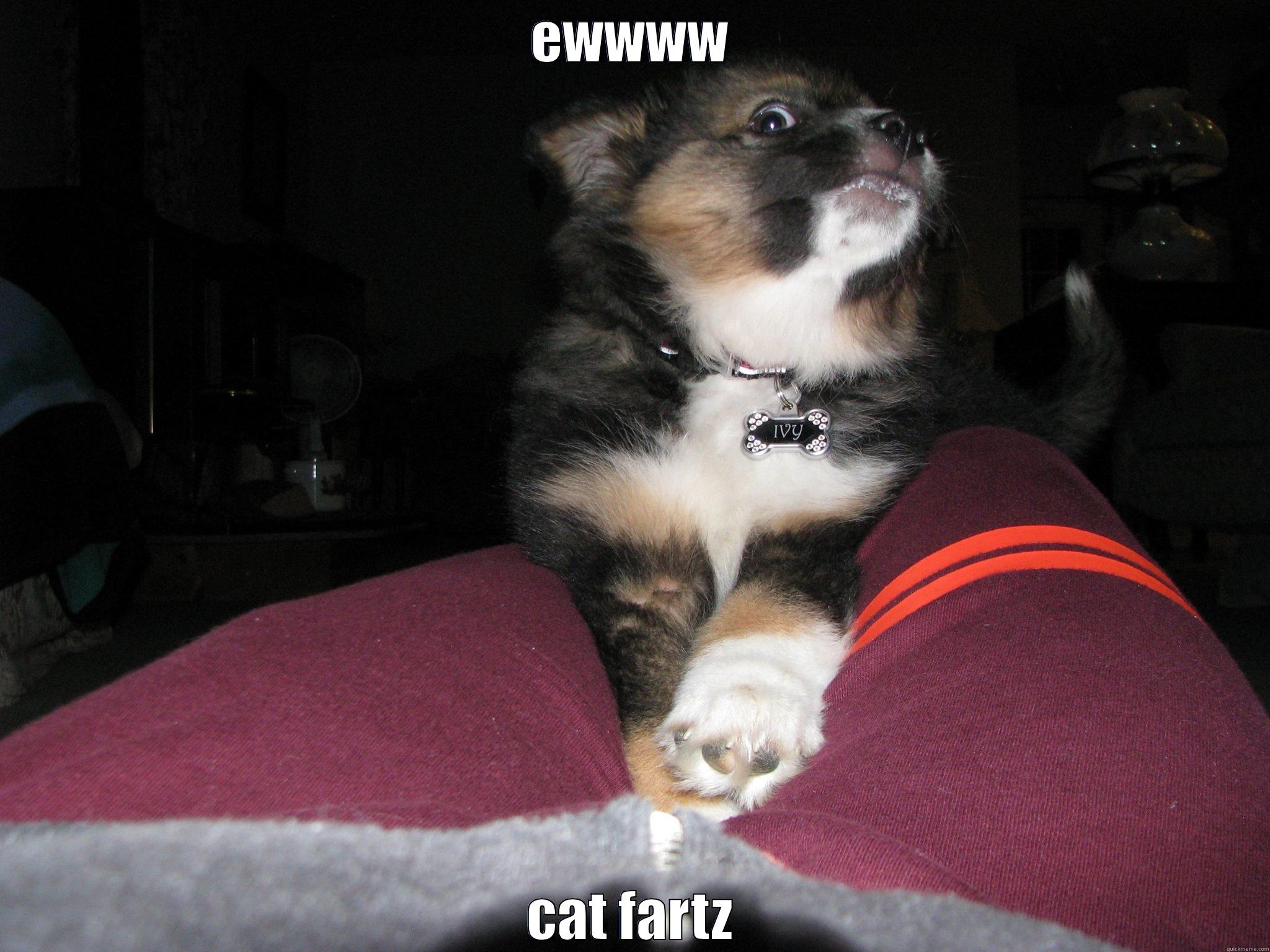 EWWWW CAT FARTZ Misc