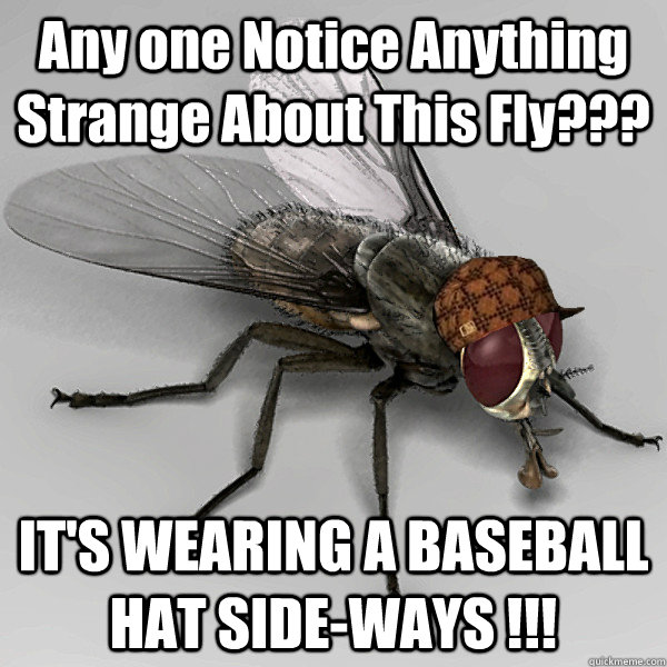 Any one Notice Anything Strange About This Fly??? IT'S WEARING A BASEBALL HAT SIDE-WAYS !!!   Scumbag Fly