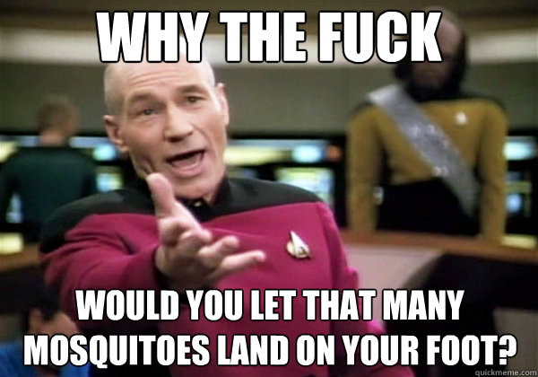 why the fuck would you let that many mosquitoes land on your foot? - why the fuck would you let that many mosquitoes land on your foot?  Why The Fuck Picard