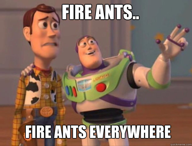 Fire ants..  Fire ants everywhere  buzz woody