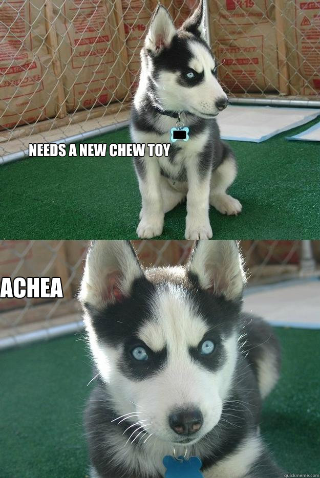 Needs a new chew toy Picks your trachea  Insanity puppy