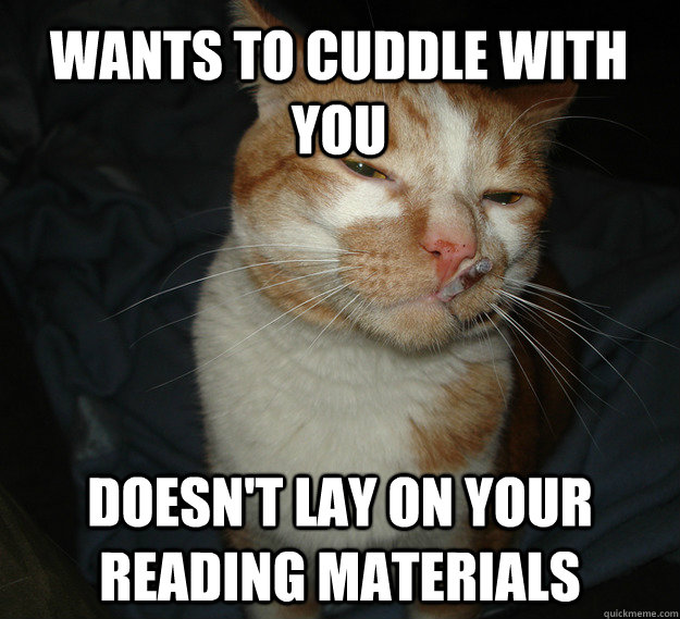 Wants to cuddle with you Doesn't lay on your reading materials  Cool Cat Craig