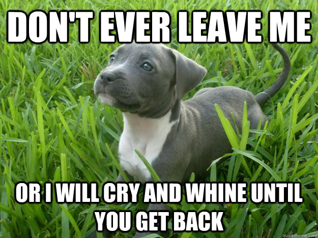 don't ever leave me or i will cry and whine until you get back  Killer Pit Bull Puppy