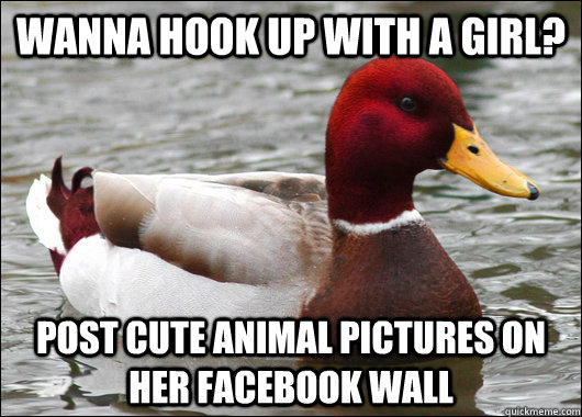 Wanna hook up with a girl? Post cute animal pictures on her Facebook Wall   Malicious Advice Mallard